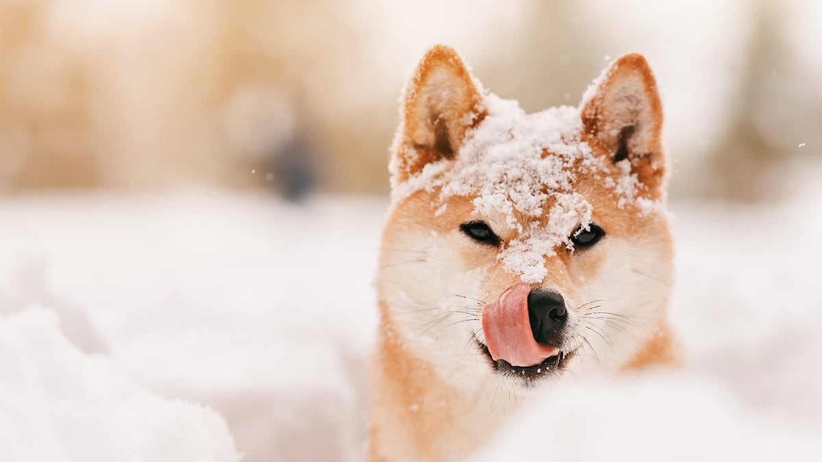 Hund mit Schnee auf dem Kopf Ein Hund hat eine Schicht Schnee auf dem Kopf und leckt mit seiner Zunge nach dem Schnee.