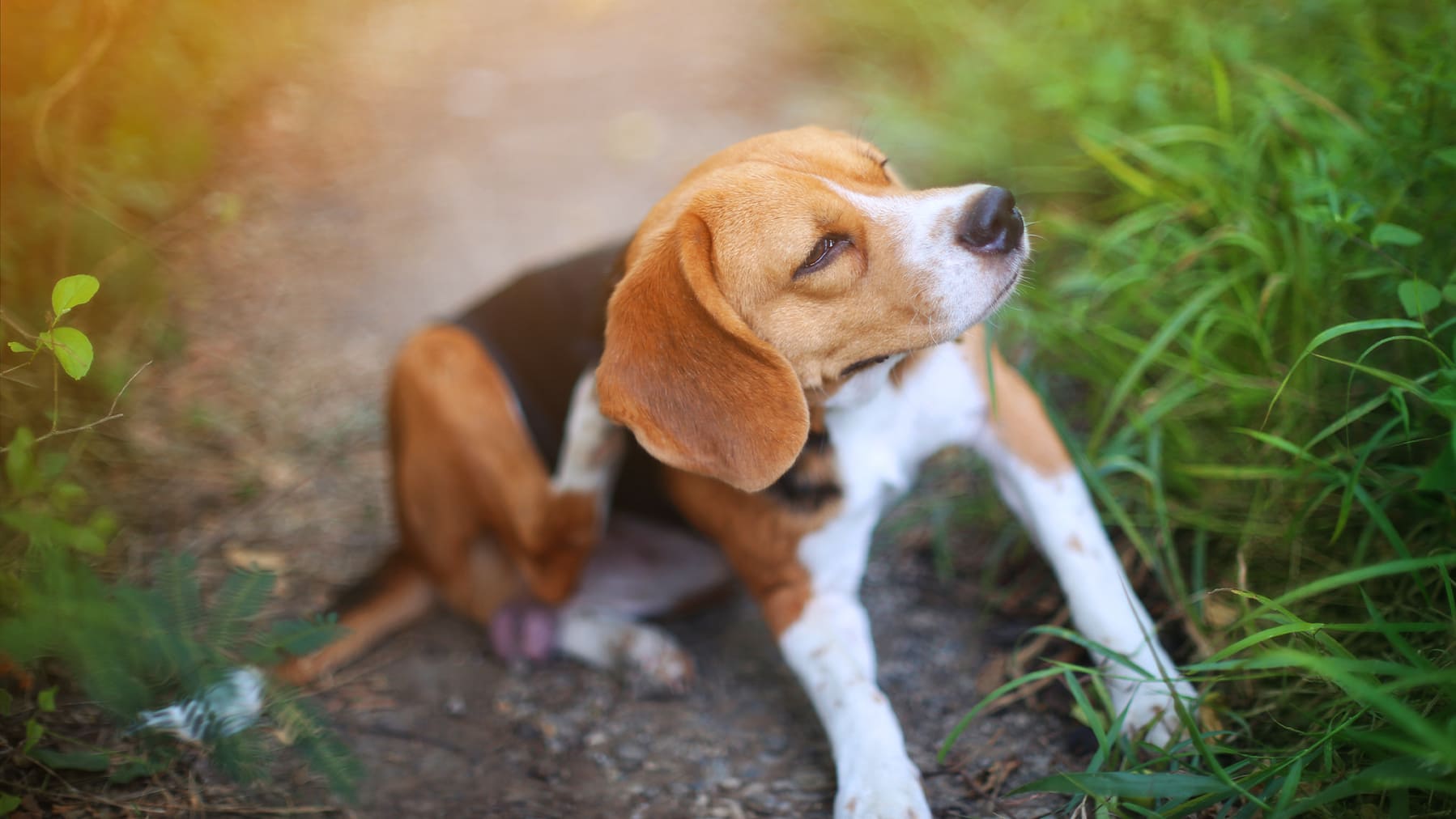 Juckreiz-beim-Hund-durch-Futtermittelallergie Juckreiz-beim-Hund-durch-Futtermittelallergie