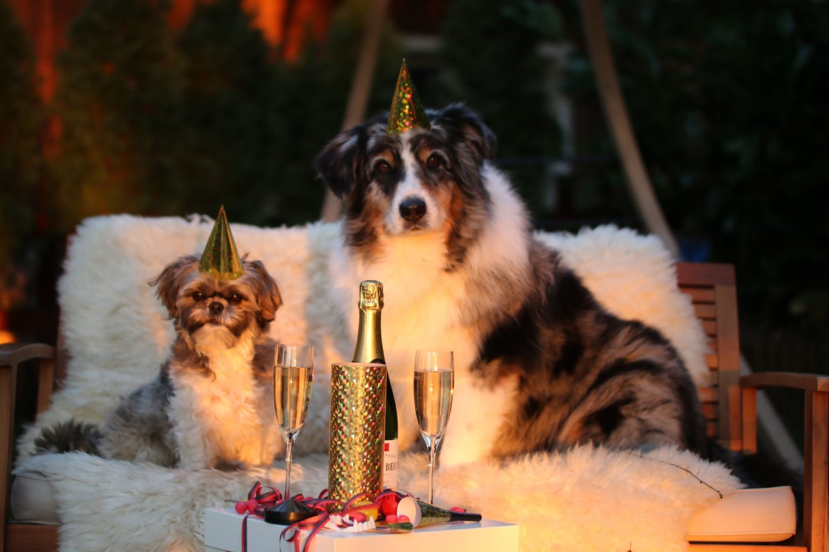 Neujahrs Hunde Neujahrs Hunde