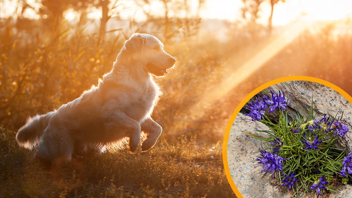 Teufelskralle Cover Ein Hund spring über eine Wiese. Daneben ist das Bild der Teufelskrallen Pflanze eingeblendet.