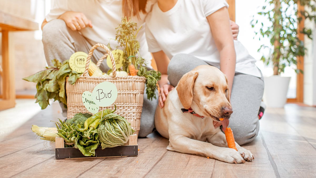 Veggie Tag Ein Hund frisst eine Karotte