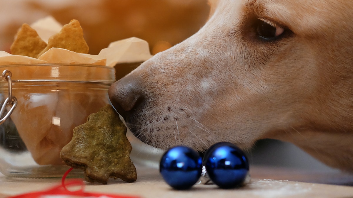 Leberwurst Tannenbaum Ein Hund riecht an dem fertigen Leberwurst Tannenbaum.