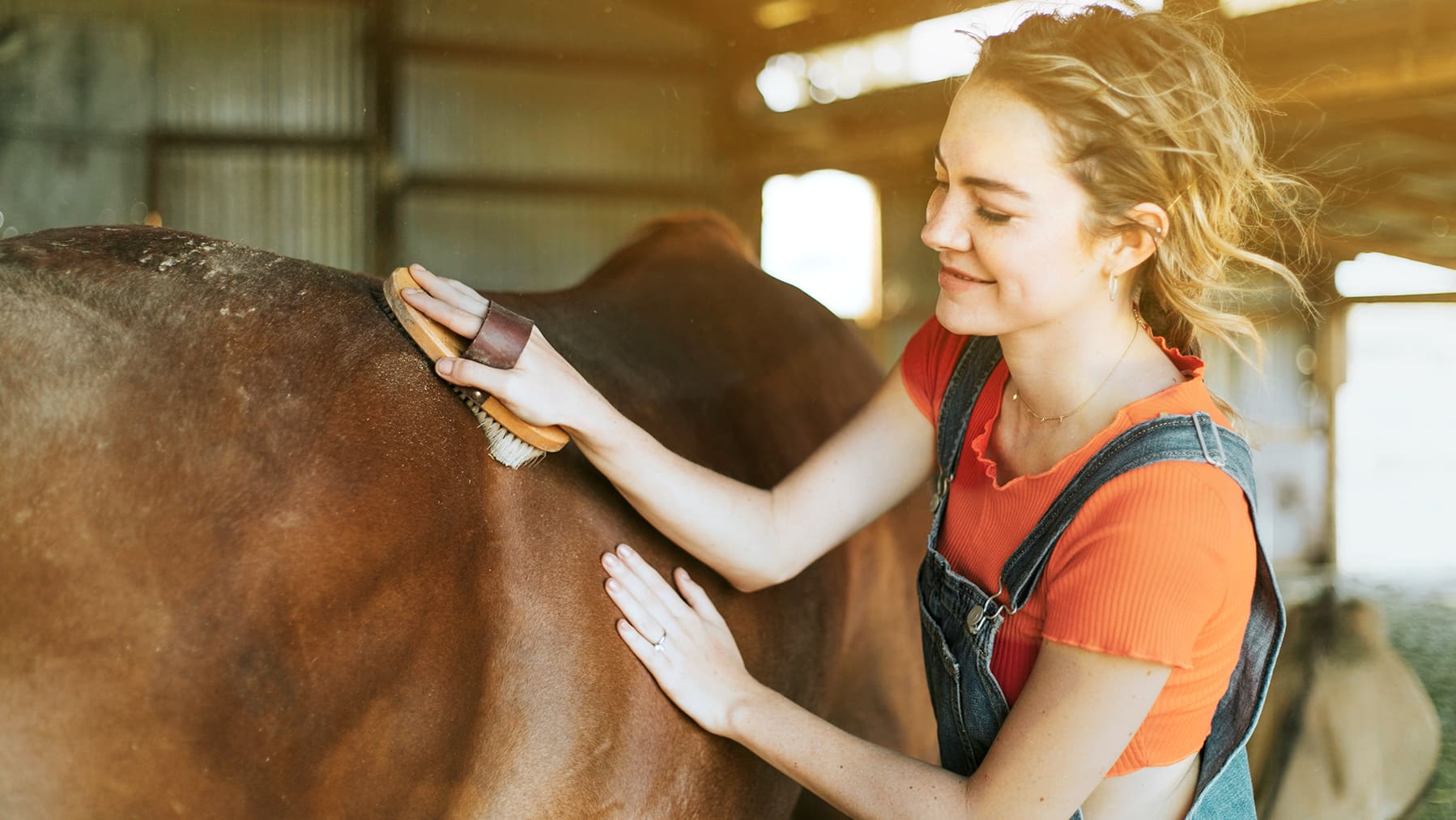 Pferd striegeln Ein Pferd wird gestriegelt