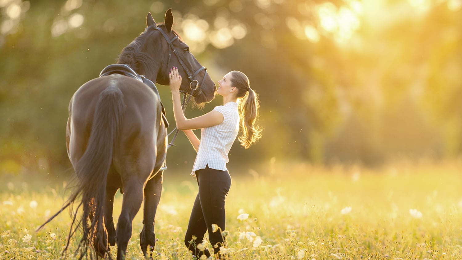 Pferd im Sonnenstrahl Eine Frau streichelt ihr Pferd draußen in den strahlen der Sonne.
