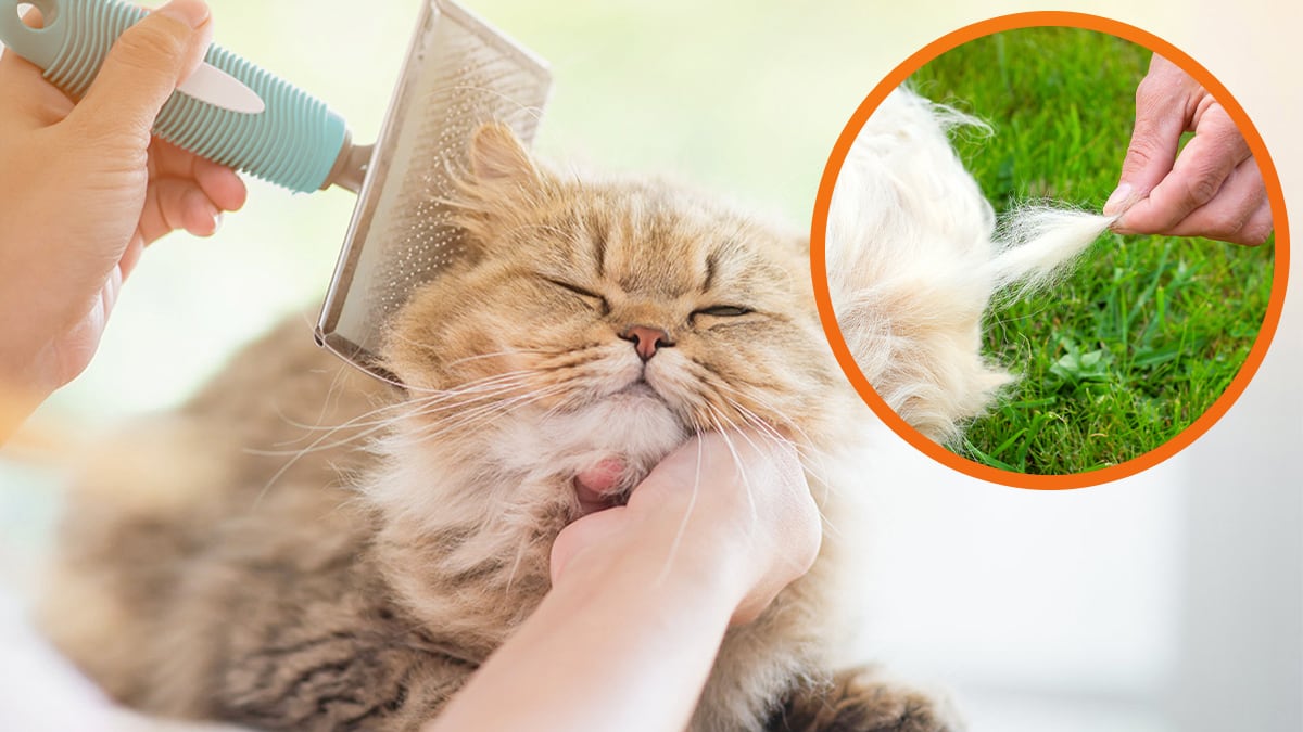 Katze kämmen Fellwechsel Eine Katze wird, wegen des Fellwechsels, gekämmt.