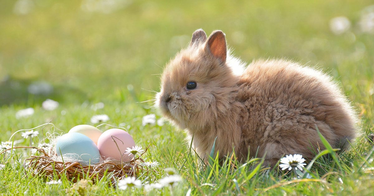 Kaninchen neben Ostereiern Ein Kaninchen neben einen Korb mit Ostereiern.