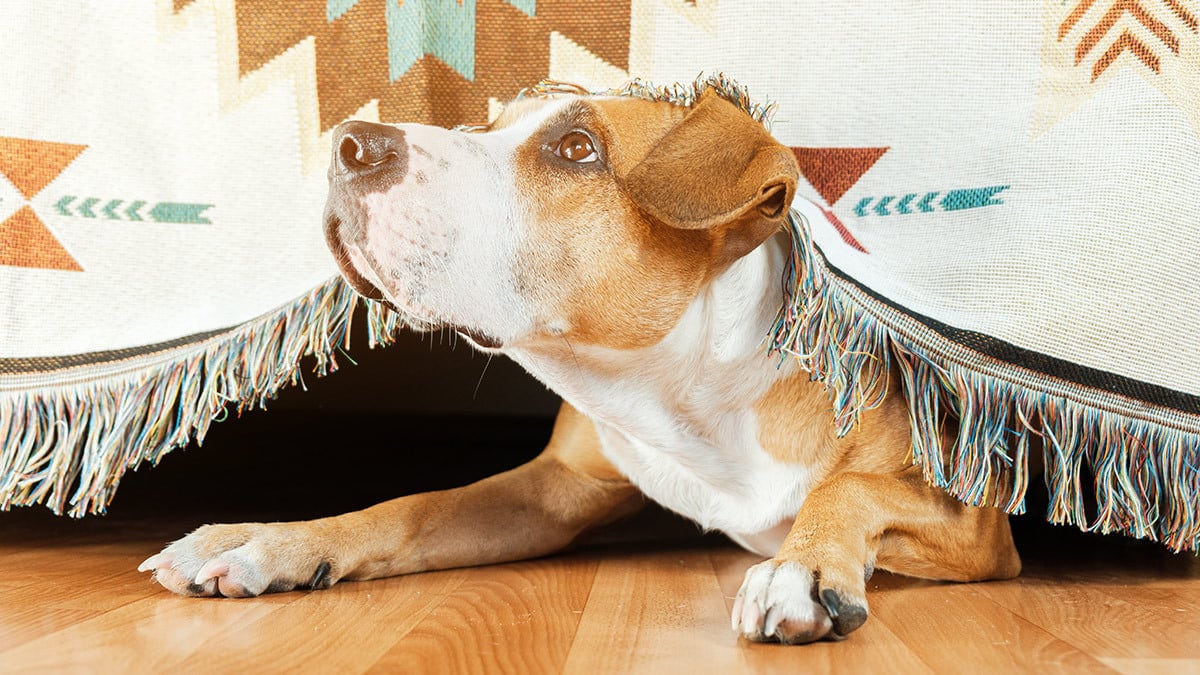 Ängstlicher Hund Ein ängstlicher Hund schaut unter einem Tisch hervor.