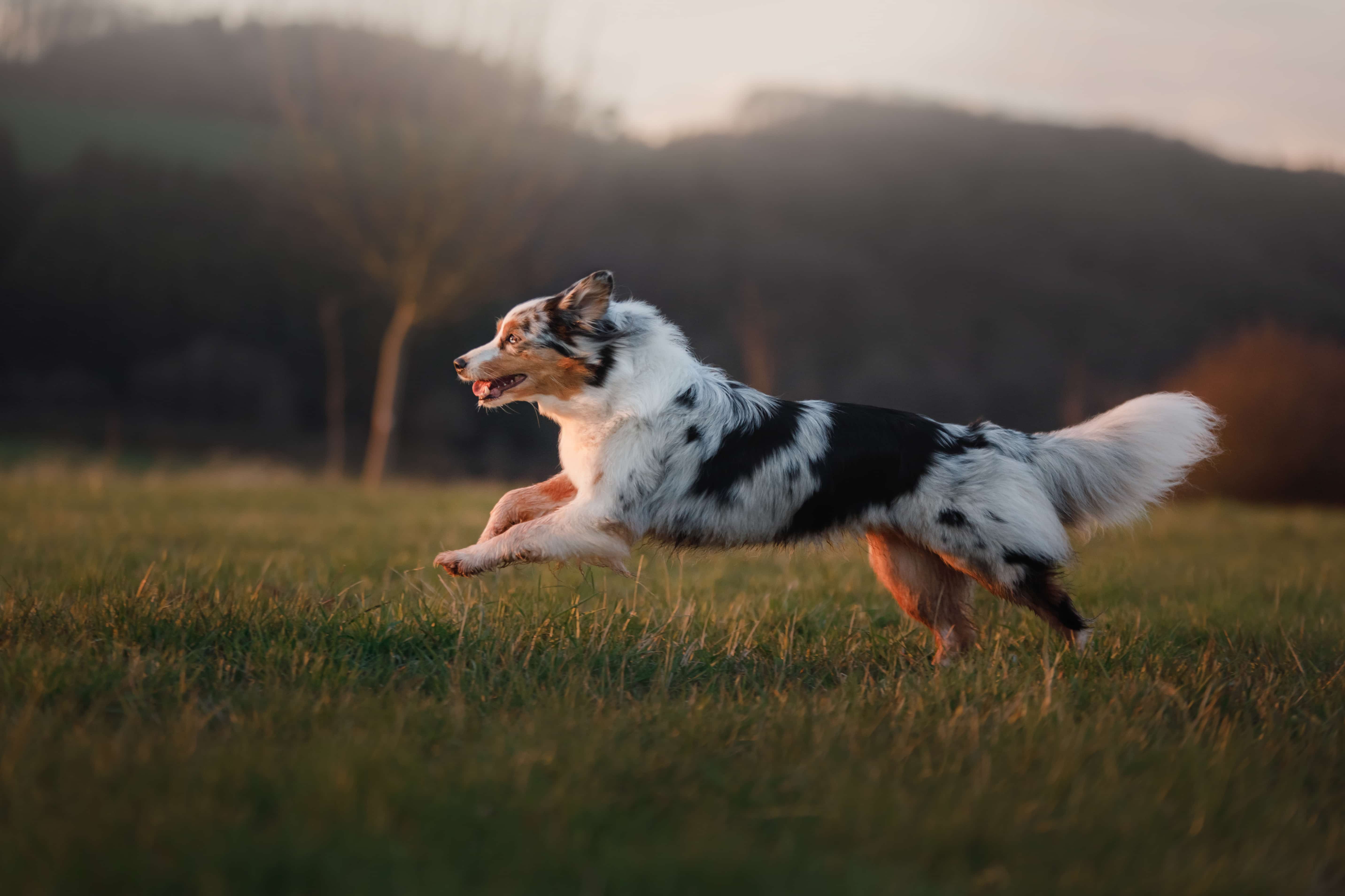 Hund rennt Ein Hund rennt über eine Wiese