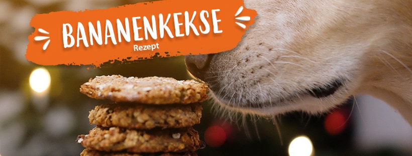 Bananen Kekse Ein Hund riecht an den Bananen Keksen.