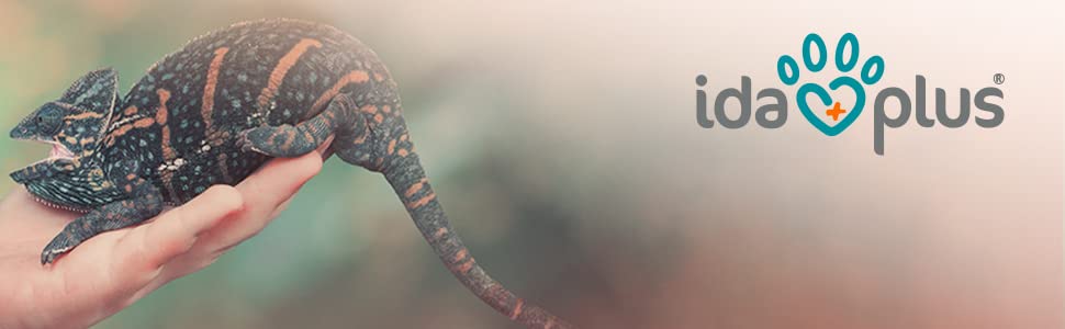 Header Chamäleon Ein Chamäleon sitzt auf einer Hand