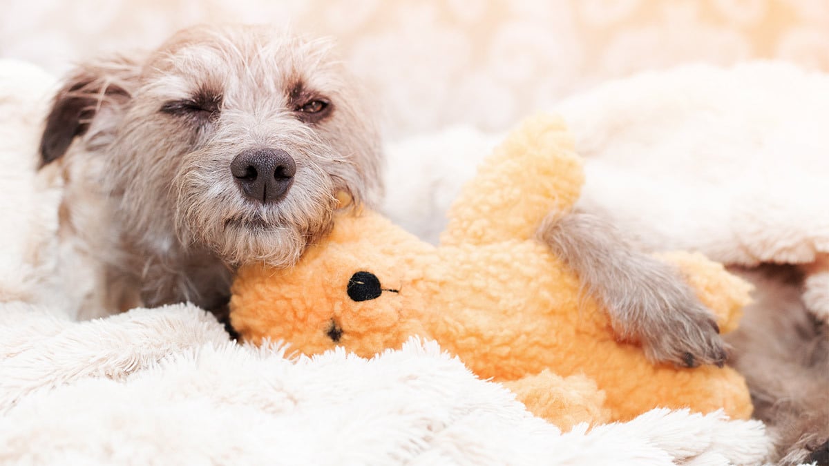 Hund macht es sich gemütlich Ein Hund liegt, mit Kuscheltier im Arm, auf einer Decke.