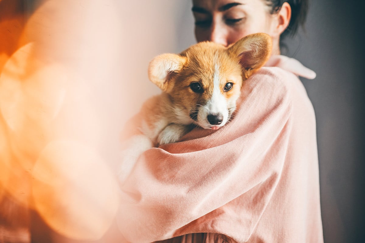 Hund auf Armen Eine Frau hält ihren Hund im Arm