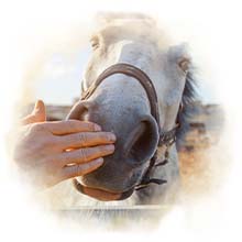Pferd streicheln Ein Pferd wird an der Schnauze gestreichelt