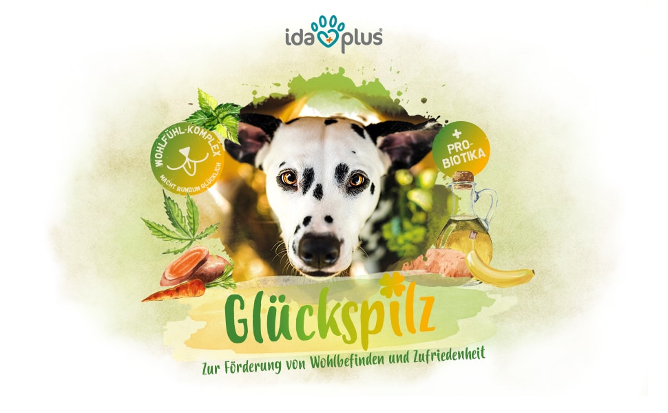 Glückspilz A+ Header Ein Dalmatiner schaut Konzentriert. Darunter steht: 'Glückspilz' 'Zur Förderung von Wohlbefinden und Zufriedenheit'