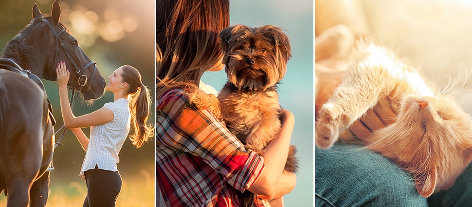 Header Bierhefe Ein Header bestehend aus einem Pferd, einem Hund und einer Katze.