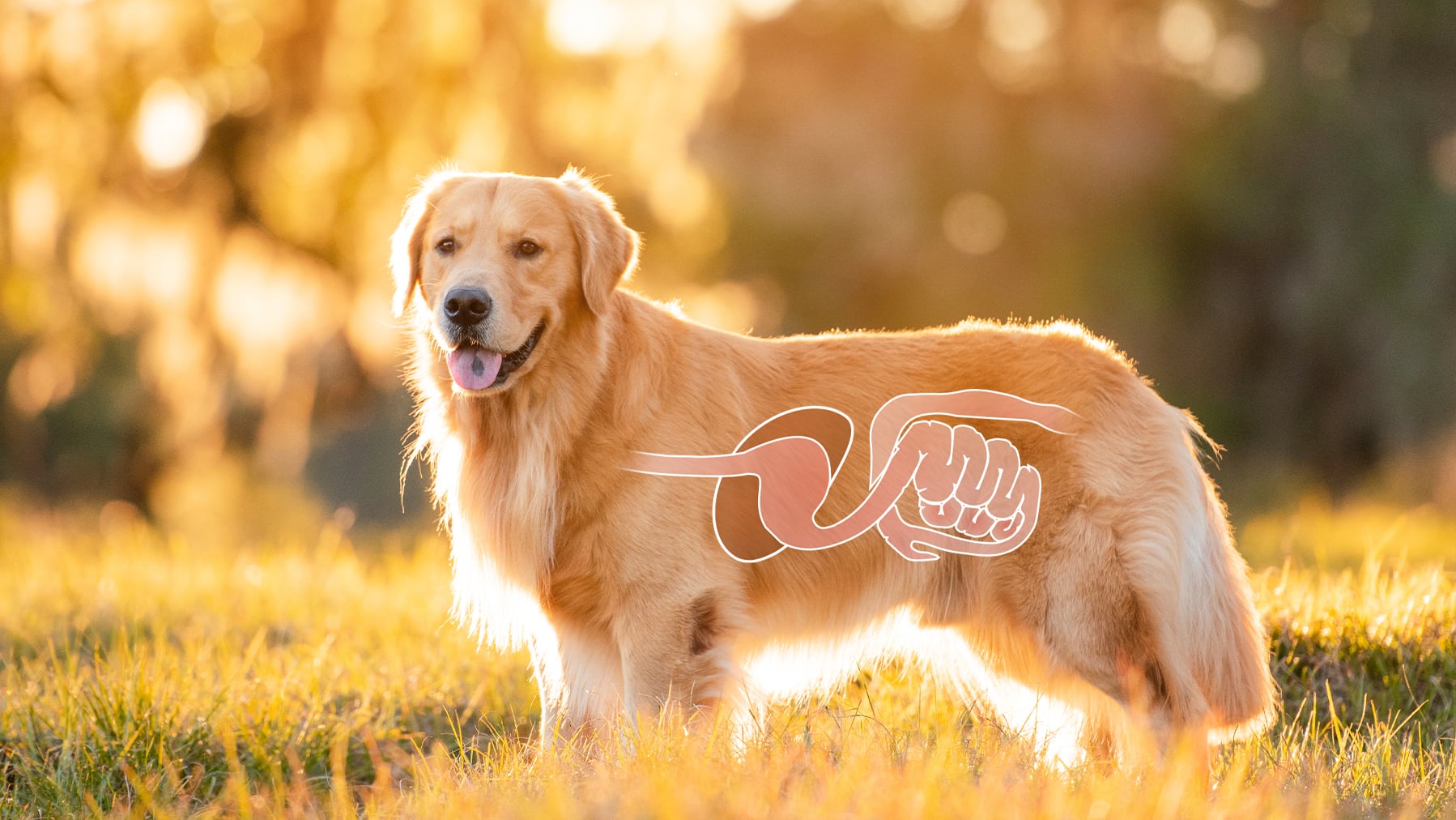 Hund mit Verdauungstrakt Ein Hund mit dem Aufgezeichneten Verdauungstrakt von Hunden.