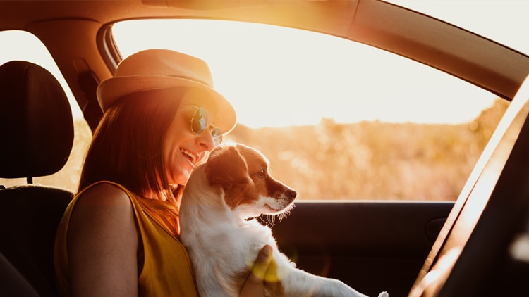 Hund im Auto Ein kleiner Hund sitzt bei seinem Frauchen auf dem Schoß in einem Auto.