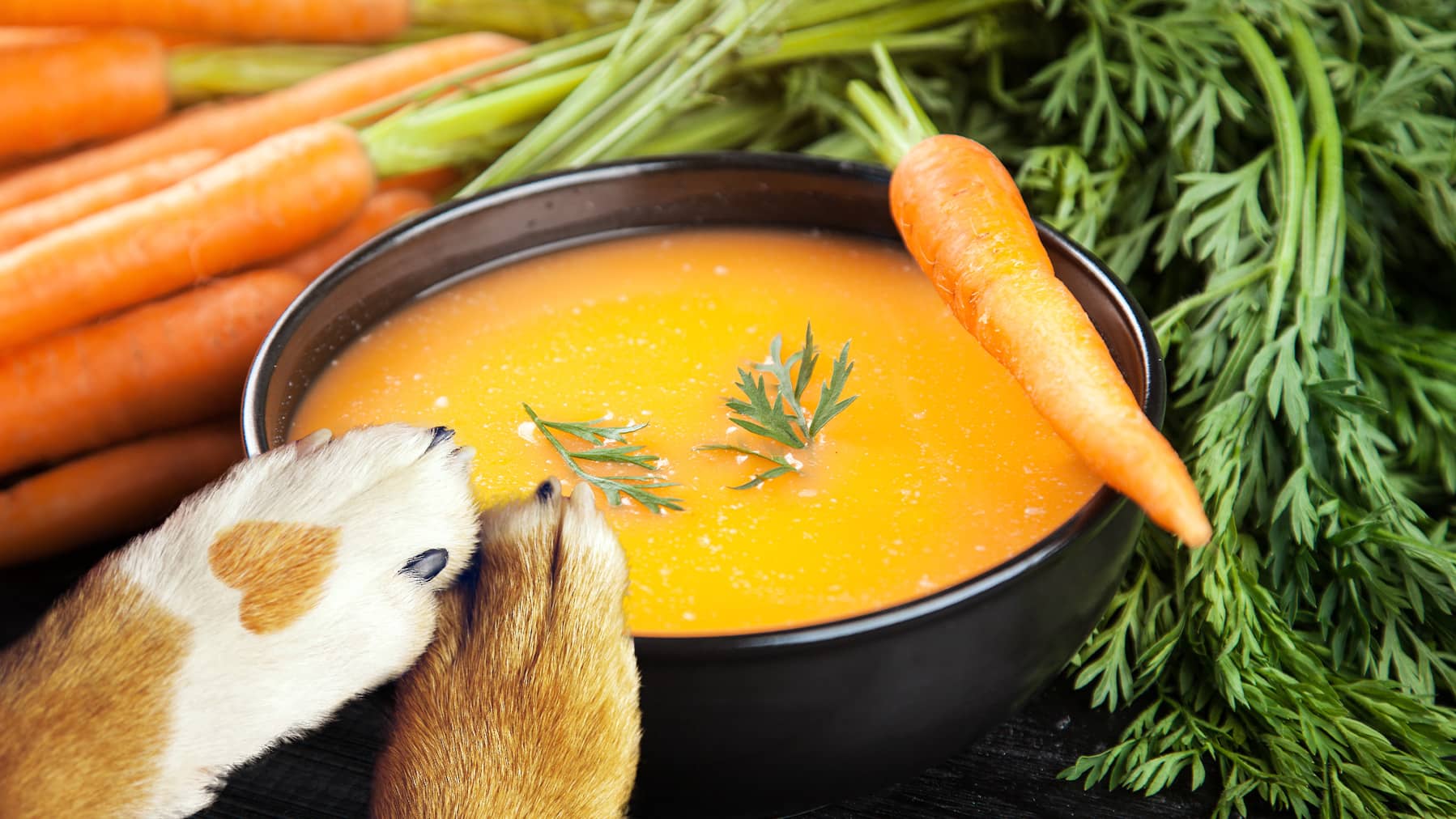 Morosche Möhrensuppe Die Morosche Möhrensuppe für Hunde gegen Durchfall