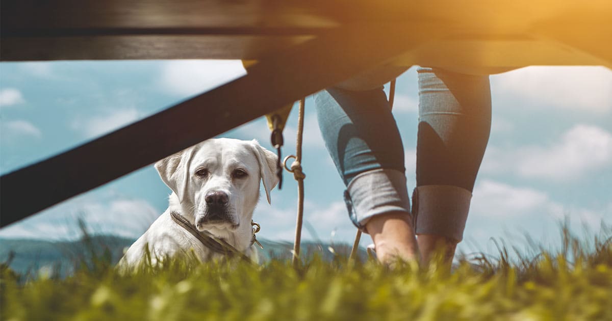Hundeführerschein Ein Hund schaut unter einer Bank hindurch.
