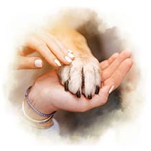 Pfote in Hand Ein Hund legt dessen Pfote in die Hand einer Frau.