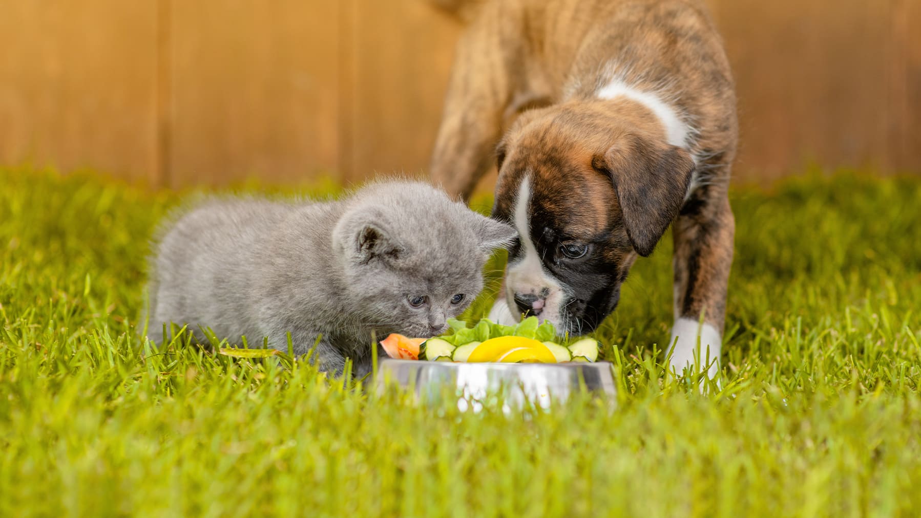 Hund und Katzenbaby Ein Hund und ein Katzenbaby riechen an einem Futternapf.
