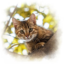 Katze auf einem Baum Eine Katze schaut von einem baum herunter.