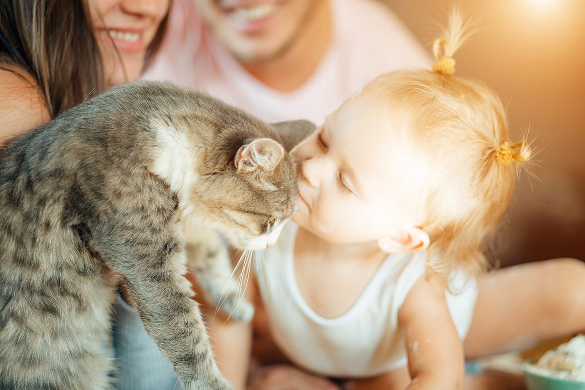 Kleinkind küsst Katze Ein Kleinkind küsst eine Katze auf die Stirn