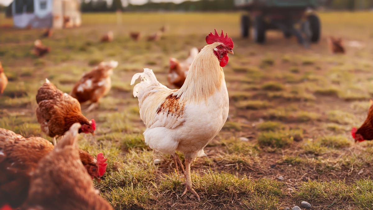 Hühnerrassen Ein Rasse Huhn