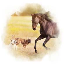 Pferd und Hund Ein Pferd und zwei Hunde spielen auf einer Wiese.