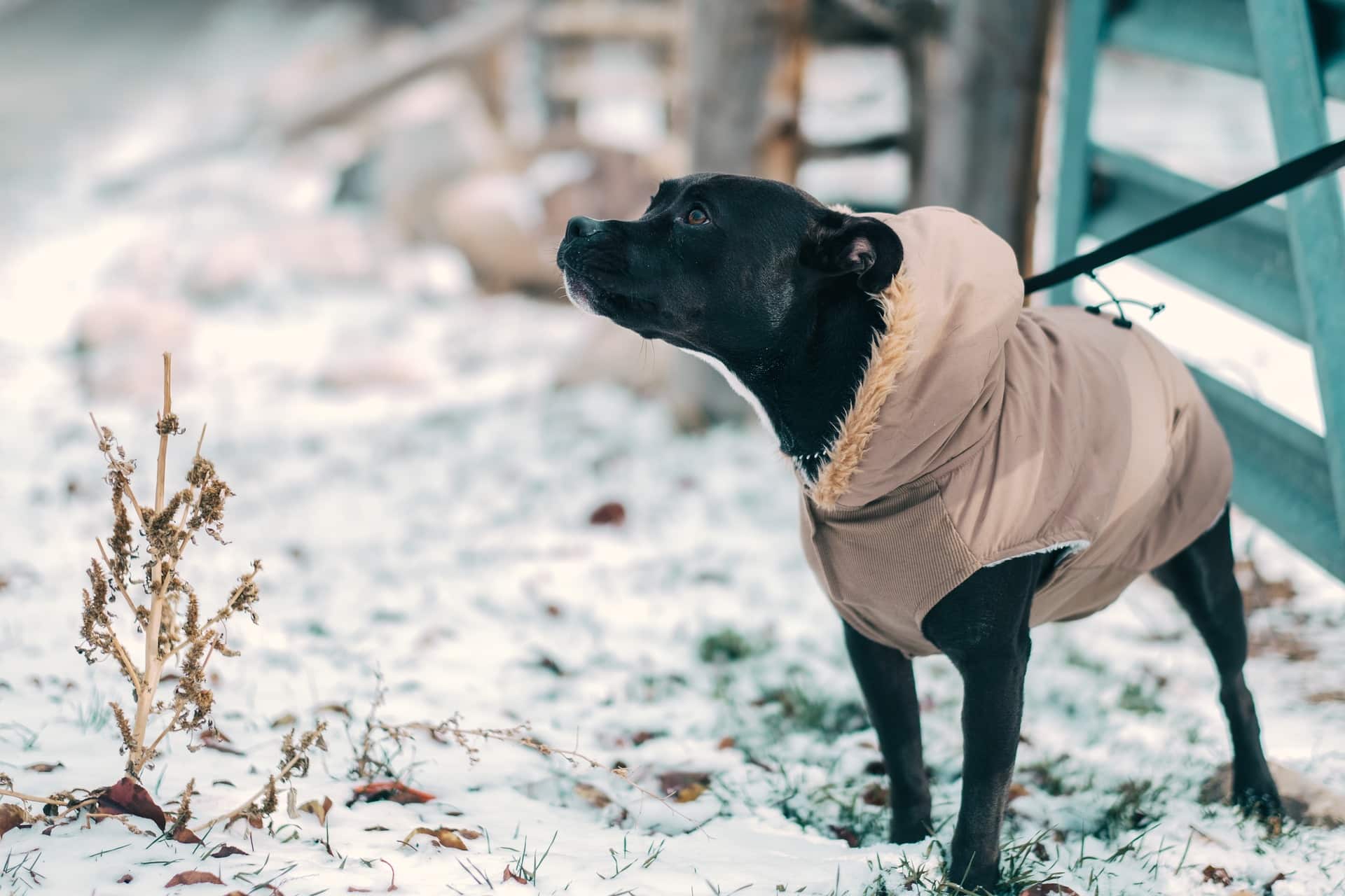 Hundejacke im Schnee Ein Hund steht mit einer Hundejacke im Schnee.