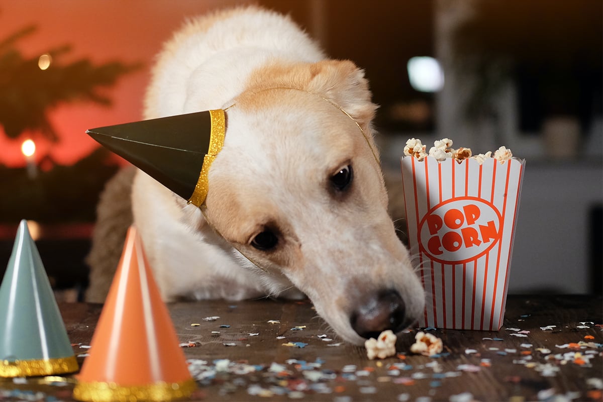 Hunde-Popcorn Ein Hund frisst das Hunde-Popcorn.