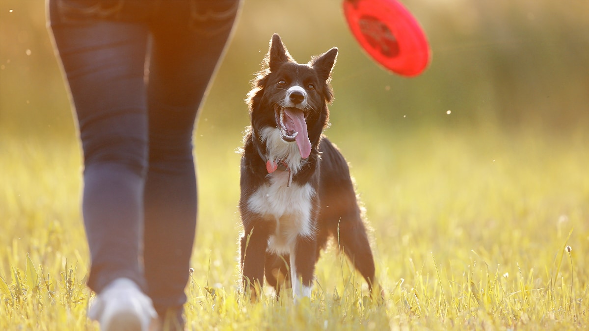 Frisbee spielen Ein Hund und dessen Herrchen spielen mit einer Frisbee.