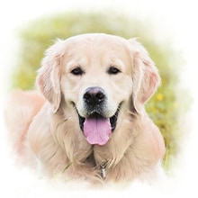 Hechelnder Hund Ein Hund schaut freudig in die Kamera.