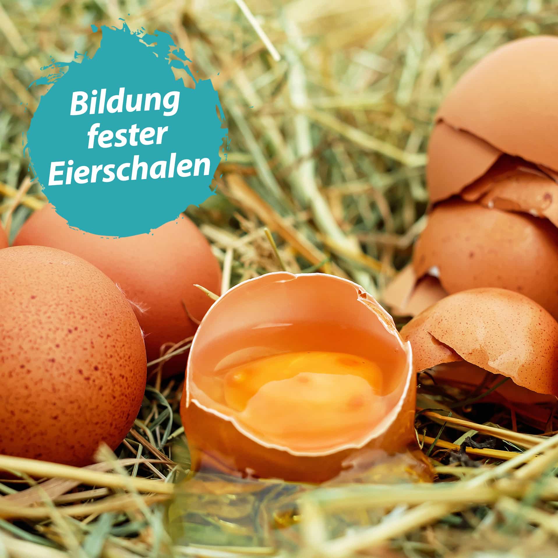 feste Eierschalen Ein Ei mit aufgeschlagener Eierschale. Daneben steht 'Bildung fester Eierschalen'