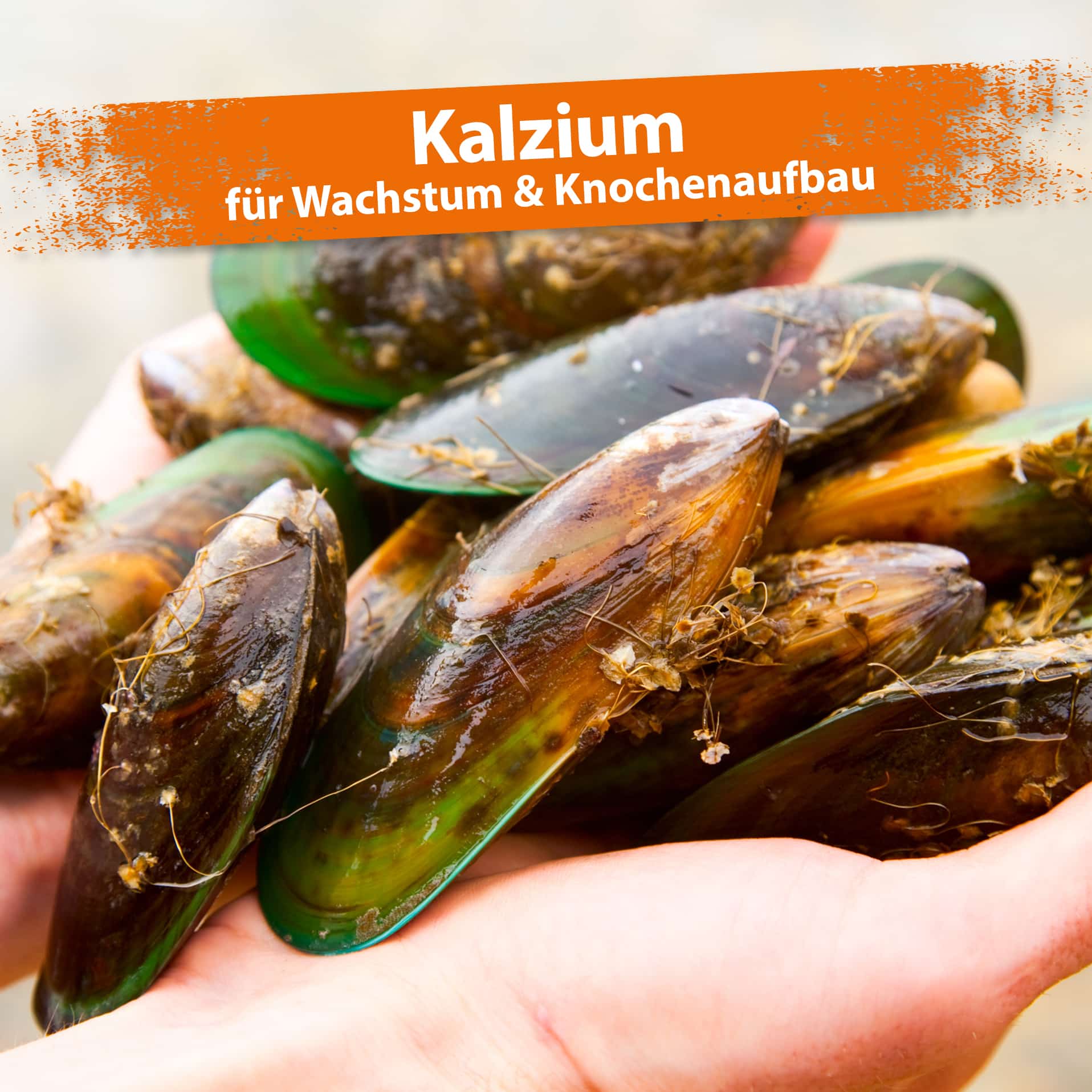 Grünlippmuscheln als Kalziumquelle Auf einer Hand liegen Grünlippmuscheln. Darüber ist ein Schriftzug 'Kalzium - für Wachstum und Knochenaufbau'