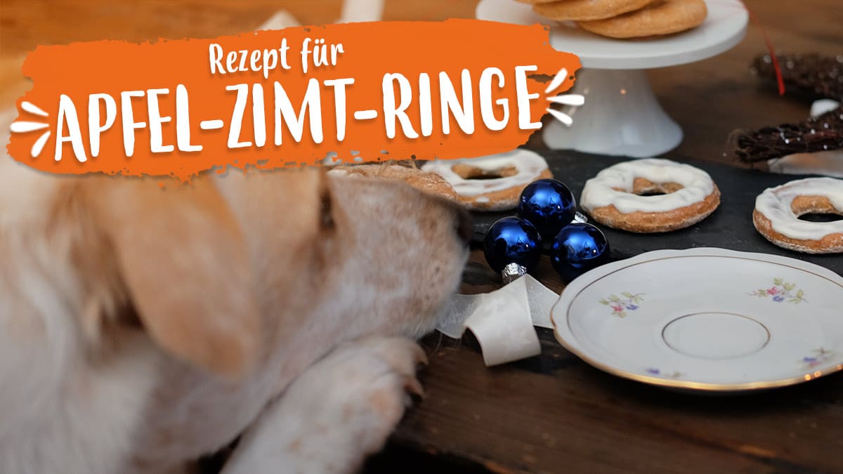 Rezept für Apfel-Zimt-Ringe Ein Hund schaut hungrig auf die fertigen Apfel-Zimt-Ringe.