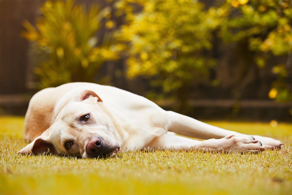 Hund liegt im Gras Ein Hund liegt erschöpft auf dem Rasen im Sonnenschein.