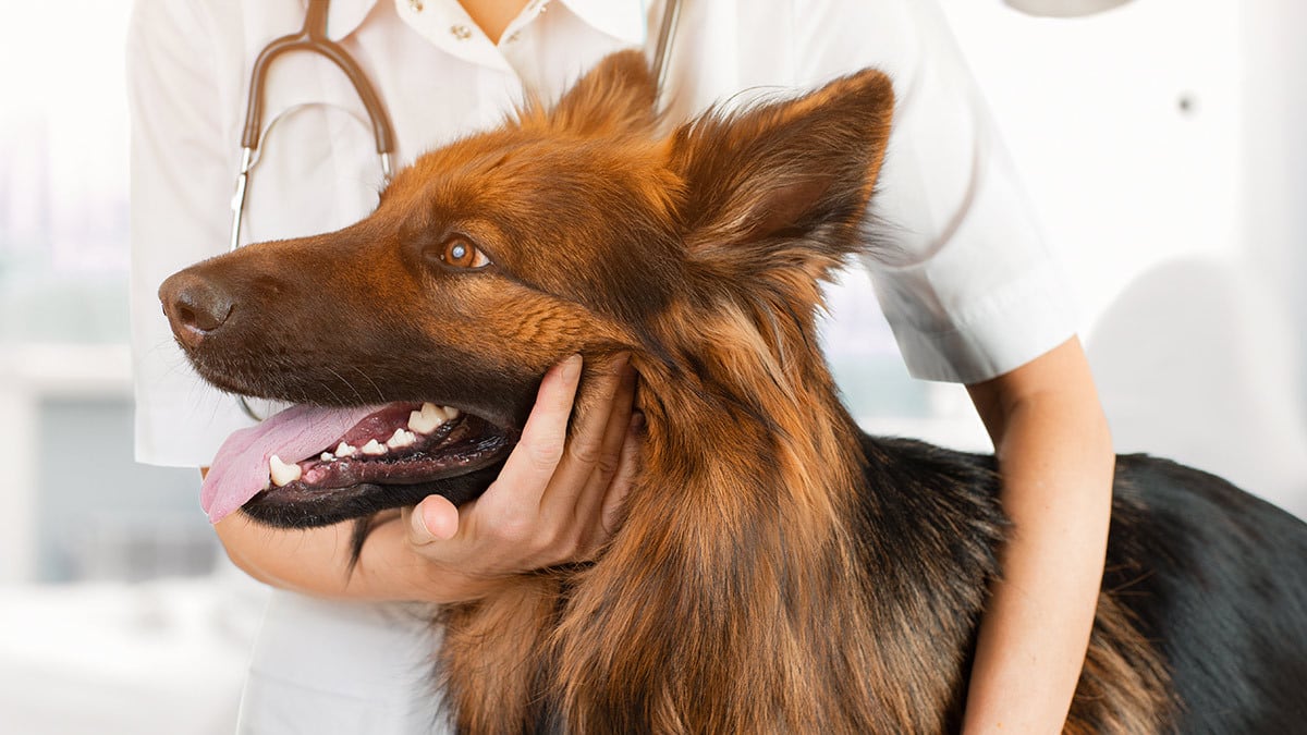 Senioren Checkup Eine Tierärztin streichelt einen Schäferhund.