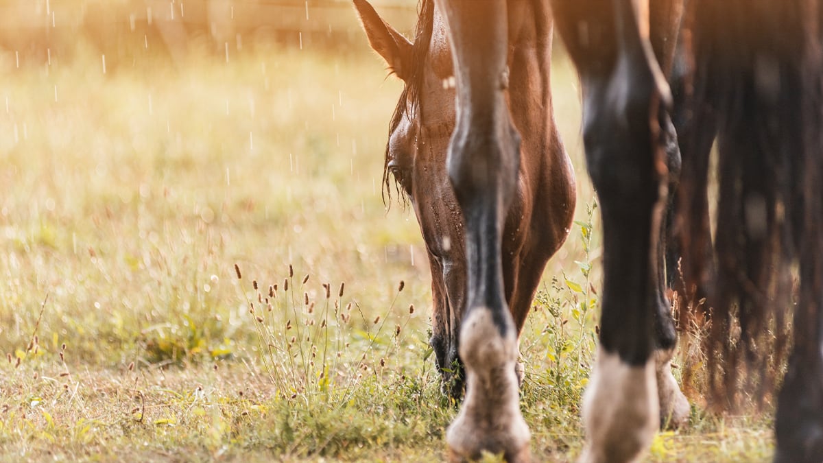 Grasendes Pferd Ein Pferd beim Grasen