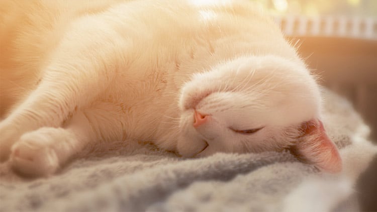 Katze macht es sich gemütlich Eine Katze macht es sich auf einer Decke gemütlich