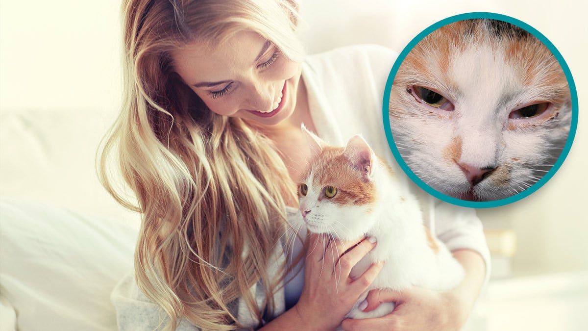 Katzenschnupfen Katzenschnupfen und die Anzeichen dafür.