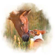 Hund und Pferd Die Schnauze eines Pferdes und die eines Hunde s Berühren sich
