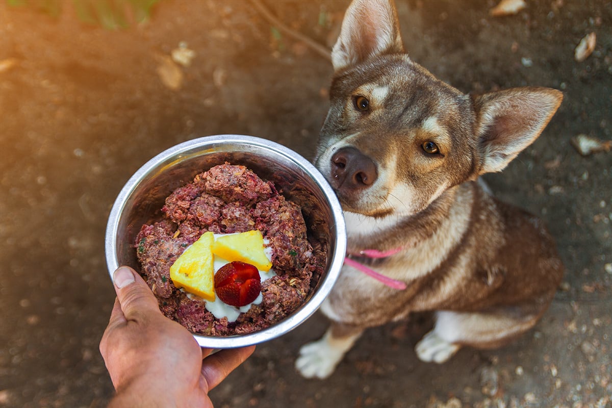Warten auf Barfen Ein Hund wartet geduldig auf seine Barf Mahlzeit.