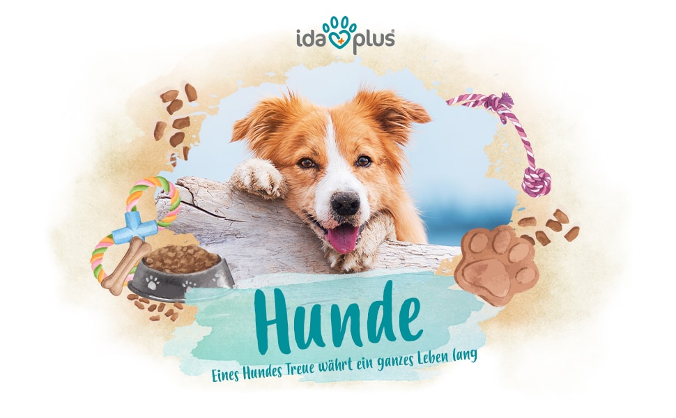 Hunde A+ Header Das Bild eines Hundes der in die Kamera schaut. Darunter steht: 'HUNDE' 'Eines Hundes Treue währt ein ganzes Leben lang'