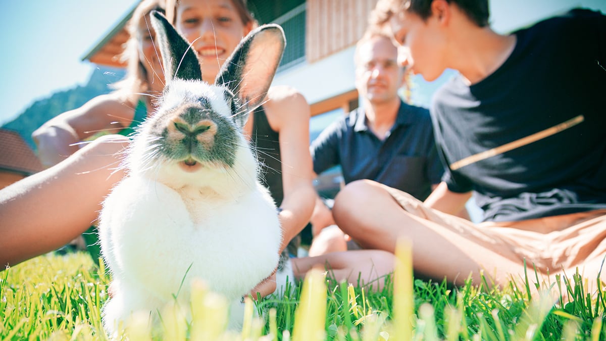 Kaninchen mit Menschen Ein Kaninchen auf einer Wiese mit ein paar Menschen.