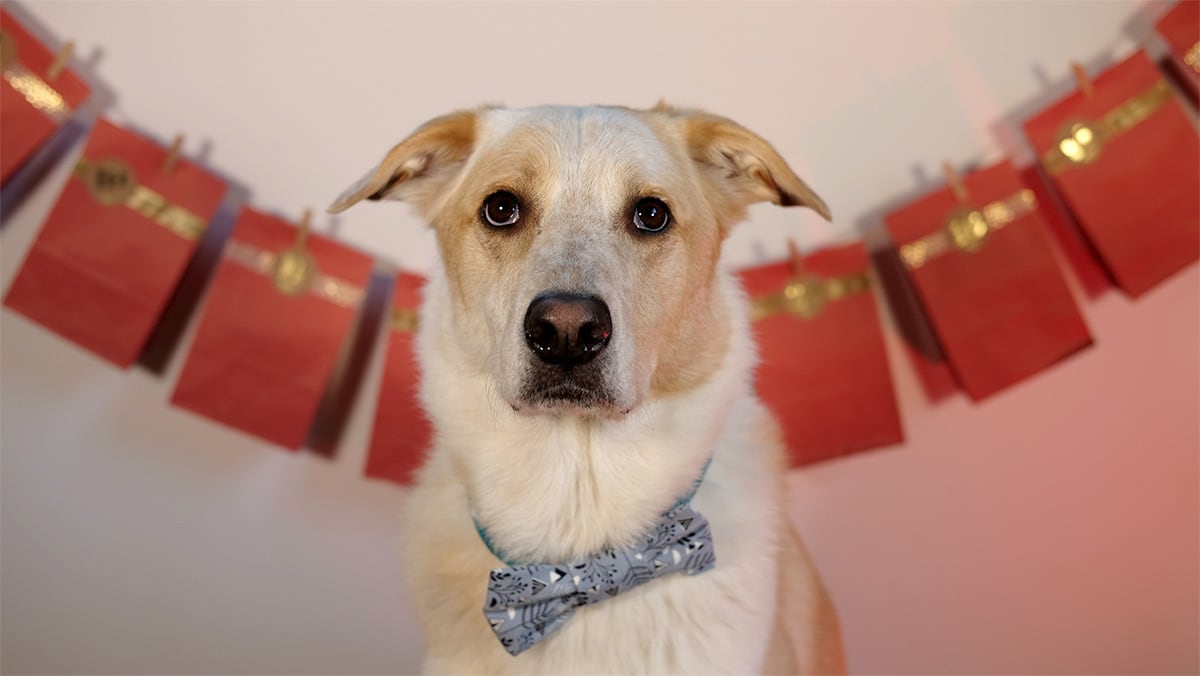 DIY Adventskalender Ein Hund sitzt vor dem fertigen DIY Adventskalender.