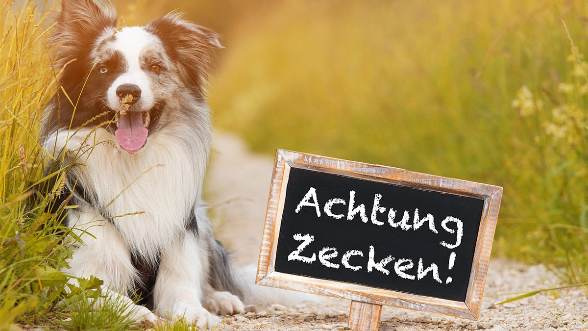 Achtung Zecken! Ein Hund liegt neben einem Schild mit der Aufschrift: 'Achtung Zecken!'