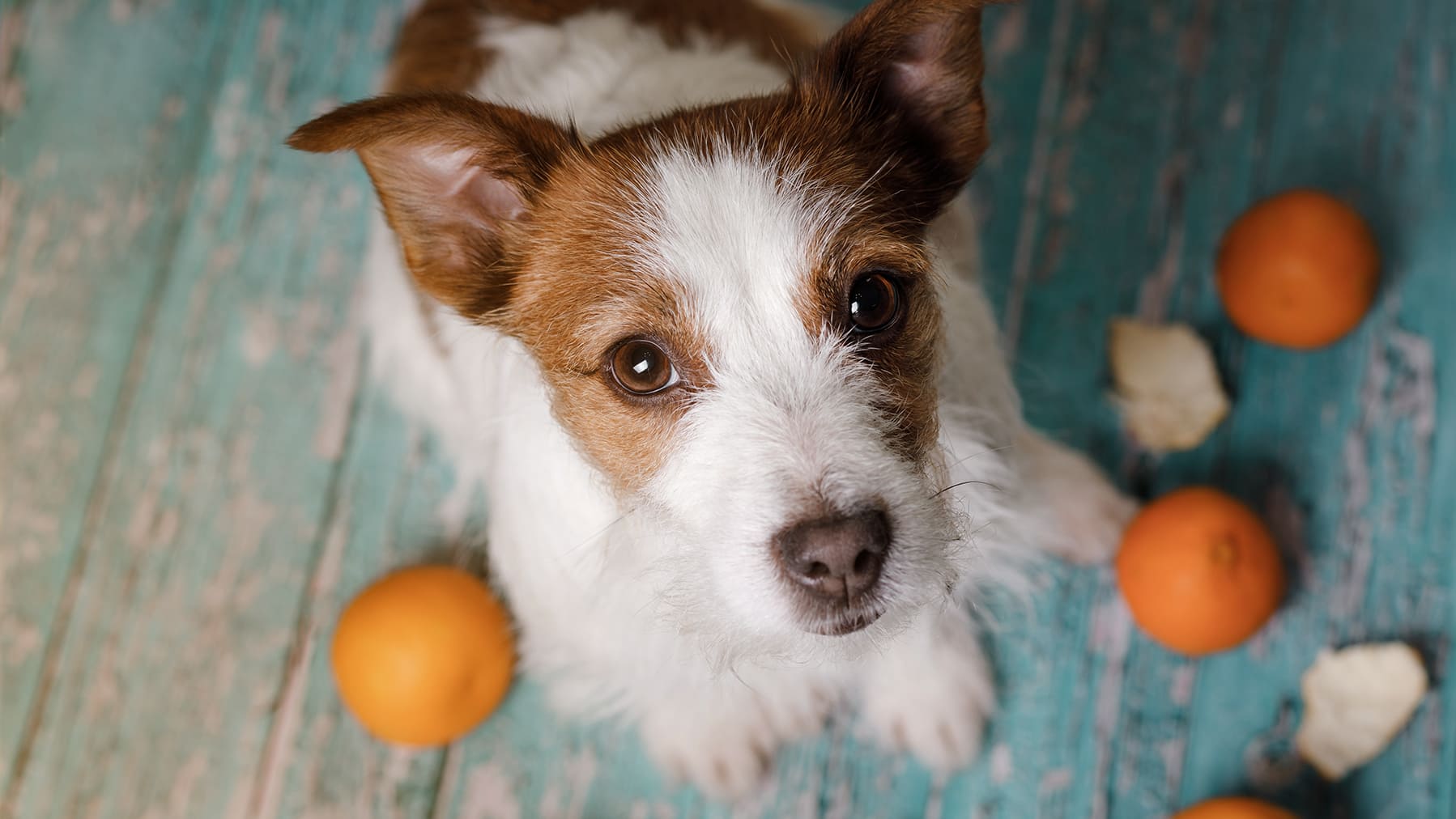 Hunde und Mandarinen Ein Hund sitzt neben einigen Mandarinen.