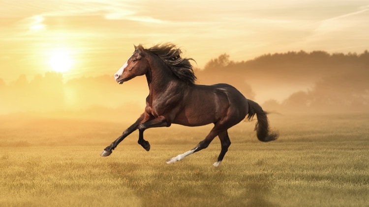 Galoppierendes Pferd Ein Pferd galoppiert über eine Wiese.