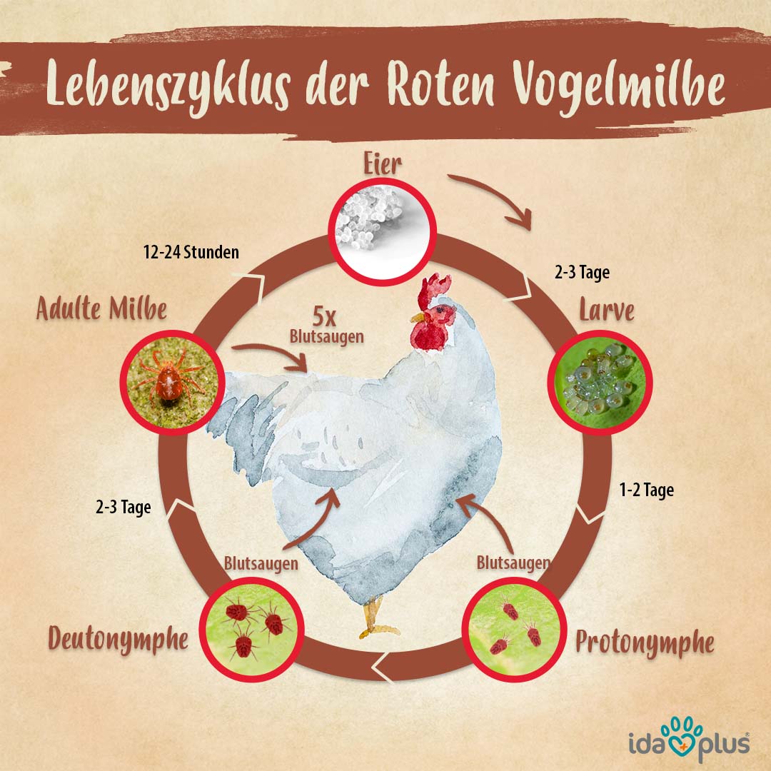 Es wird der Lebenszyklus der Roten Vogelmilbe in Bezug auf das Huhn dargestellt. Es gibt 5 Phasen: Eiablage, Larve, Protonymphe, Deutonymphe und die Adulte Milbe.